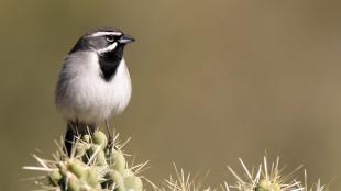 Black-throated Sparrow