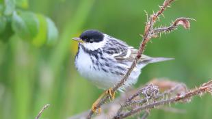 Un chipe cabeza negra (o reinita estriada) perchando en una brizna de hierba