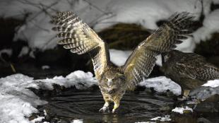 Pair of Blakiston's Fish Owls, one watching as the other fishes in a snowy pool, its wings outspread