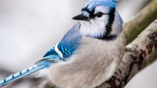 Blue Jay facing forward, looking to its right. Pale gray breast with light and dark blue markings on head and wings.