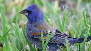 Blue Grosbeak standing in a grassy patch, looking to viewers' left