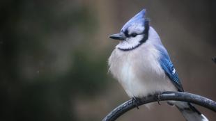 Blue Jay perched on metal yard ornament