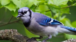 Un chara azul parado en una rama frente a un follaje verde