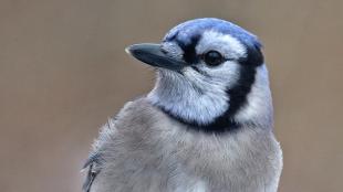 Blue Jay in closeup