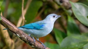 A Blue-gray Tanager looking to its left, showing pale blue breast and head with more vivid blue wings, and a dark eye.