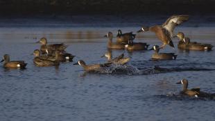 Blue-winged Teal flock