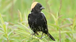 Male Bobolink