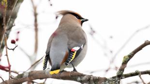 Bohemian Waxwing taking a break from eating Hawthorn berries