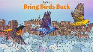 The Bring Birds Back logo with enhanced blues and greens in the landscape and purple hues resembling the Northern lights in the background. In the foreground, three colorful birds fly in the sky.