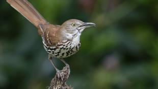 A Brown Thrasher, its long tail angled upward, its head turned to its left and beak open as it sings