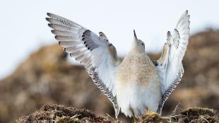 Male Buff-breasted Sandpiper sitting with wings outstretched and head raised in mating display