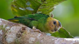 Buff-faced Pygmy Parrot