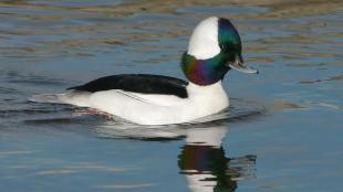 Bufflehead