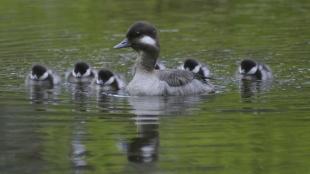 Buffledhead family with one adult leading several ducklings on smooth water