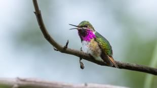 A tiny Bumblebee Hummingbird sits on a branch showing its iridescent green wings and head, bright pink feathers on its throat, and its long narrow beak is open.