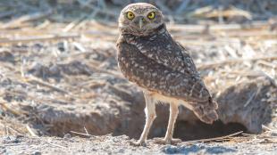 Burrowing Owl