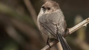 Male bushtit looking over his left shoulder while perched on a slender branch