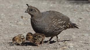 A female California Quail with three small chicks