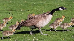 Goose BirdNote