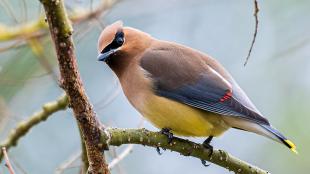 A plump bird looks over its left shoulder at the viewer as it sits on a branch. The bird shows smooth brown, rust and yellow coloration, a black mask pattern over the eyes, and short pointed beak.