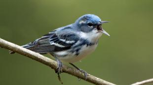 A Cerulean Warbler, beak open and singing, while perched on slender branch