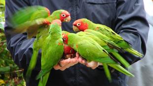 A small flock of Cherry-headed Conures eating birdseed from the cupped hands of a person wearing a dark blue jacket. 