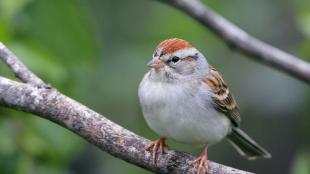 Chipping Sparrow