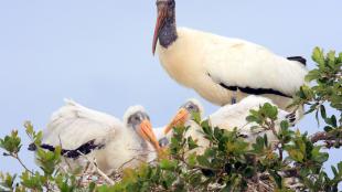 Wood Stork in nest with young