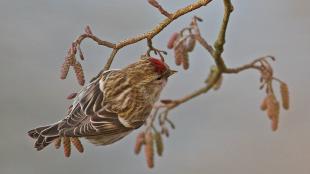A small bird with brown and gold patterned wings and back, with a vivid red patch on its head, clings to a slender branch.