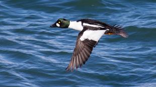 Common Goldeneye in flight