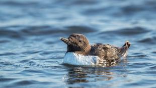 Common Murre swimming