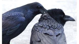 Raven couple allopreening in the snow