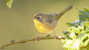 A small bird with lemon yellow breast and light brown back is perched on a branch in partial sunlight