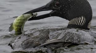 Common Loon with fish in beak