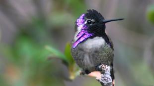 Costa's Hummingbird