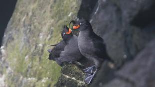 Dos alquitas crestadas (Aethia cristatella) sentadas en una pared rocosa