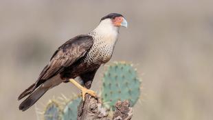 Crested Caracara