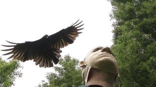 Crow attacking man in mask