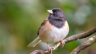 Dark-eyed Junco (Oregon) looking up to its right while perched on a branch.