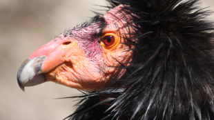 Close-up of a California Condor's face