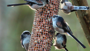 Five Long-tailed Tits eat at a tube feeder