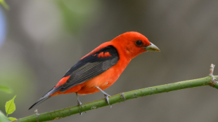 A Scarlet Tanager perches on a thin green branch. 