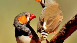 A male and female Zebra Finch stand facing each other on a branch