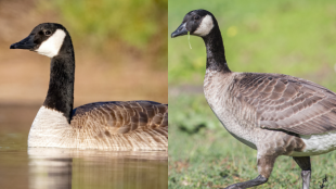 A Canda Goose on the left, a Cackling Goose on the right