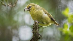 A kiwikiu perched on a high branch. The bird is olive green with a hooked, parrot-like bill.