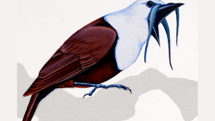 A painting of a Three-wattled Bellbird singing. He has a chocolate brown body, white head, and dark bill with three long wattles hanging down.