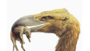 An artists rendition of Titanus walleri holding prey in its massive bill.