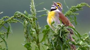 Dickcissel singing