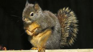 Douglas Squirrel, the "chickaree"