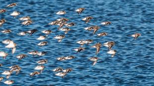 Dunlin flock in flight